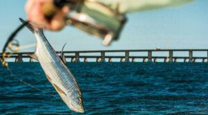 A Quick Guide to Tarpon Fishing in Miami Waters